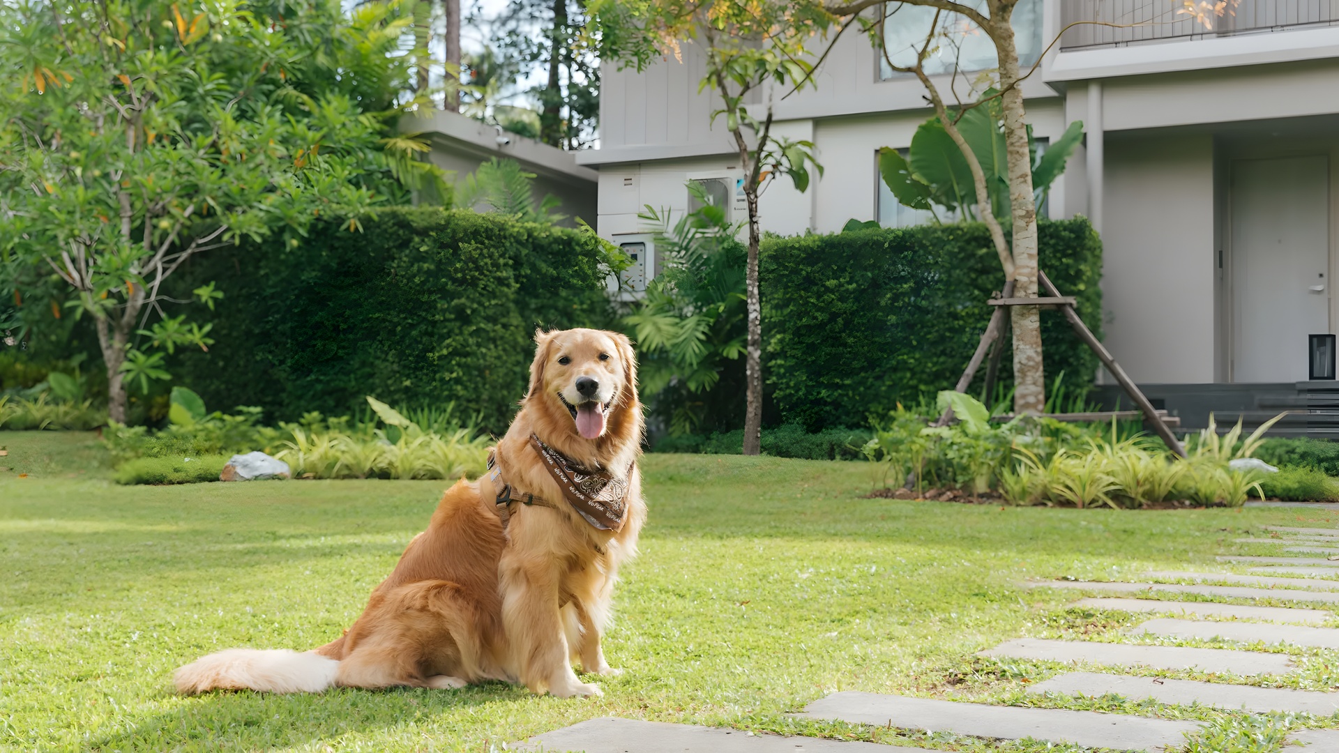 Golden Retriever or a Hovawart