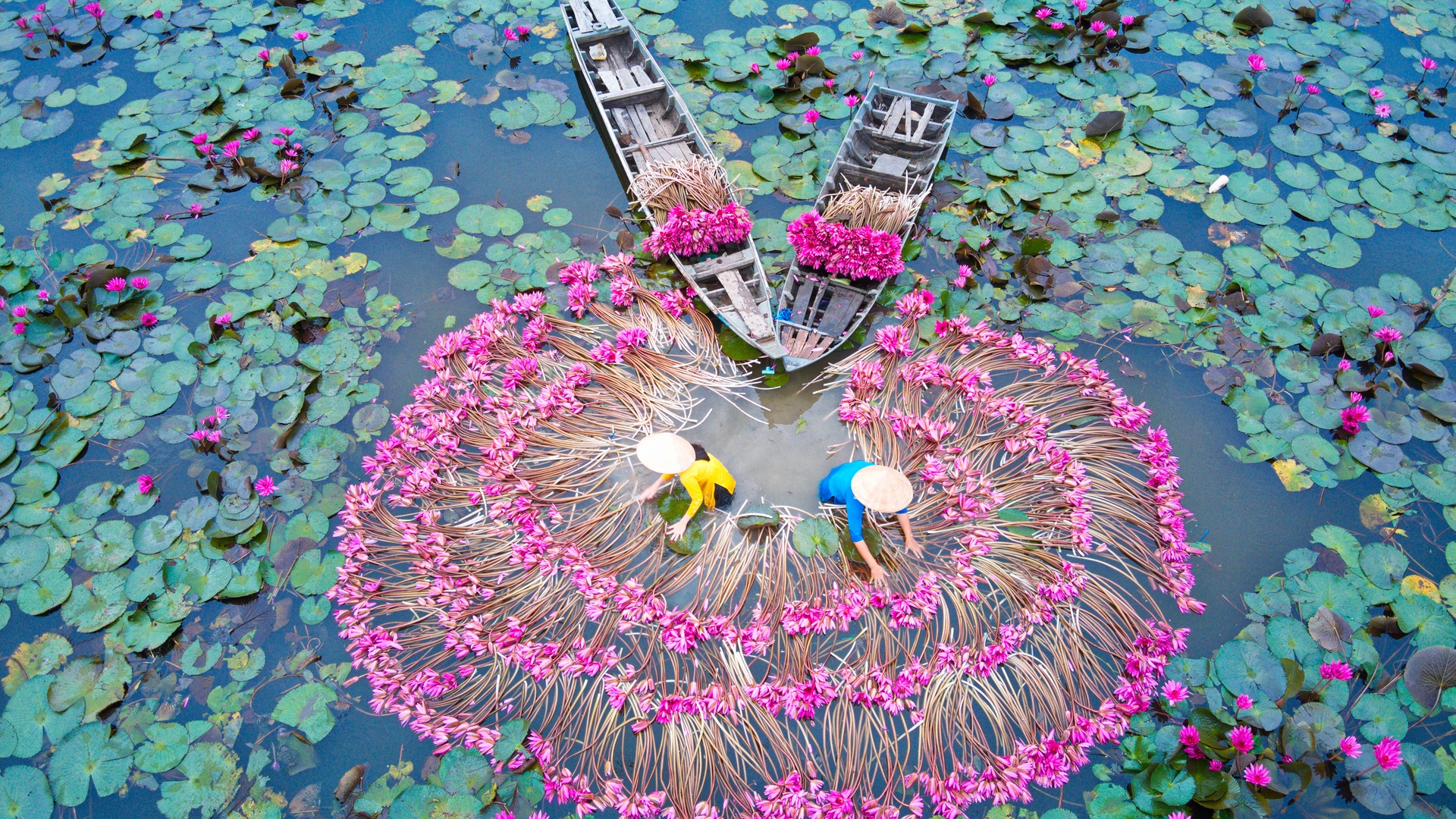 scenic view water lilies in a pond in Vietnam