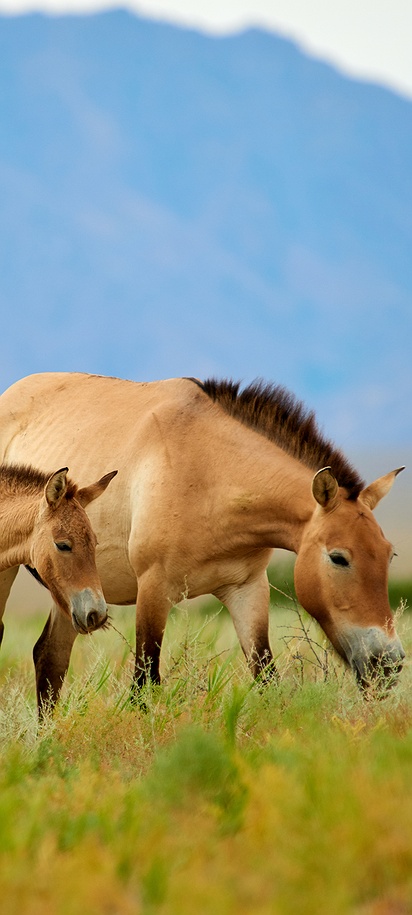 Przewalski's horses