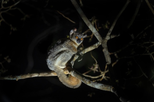 Night Wildlife Walks