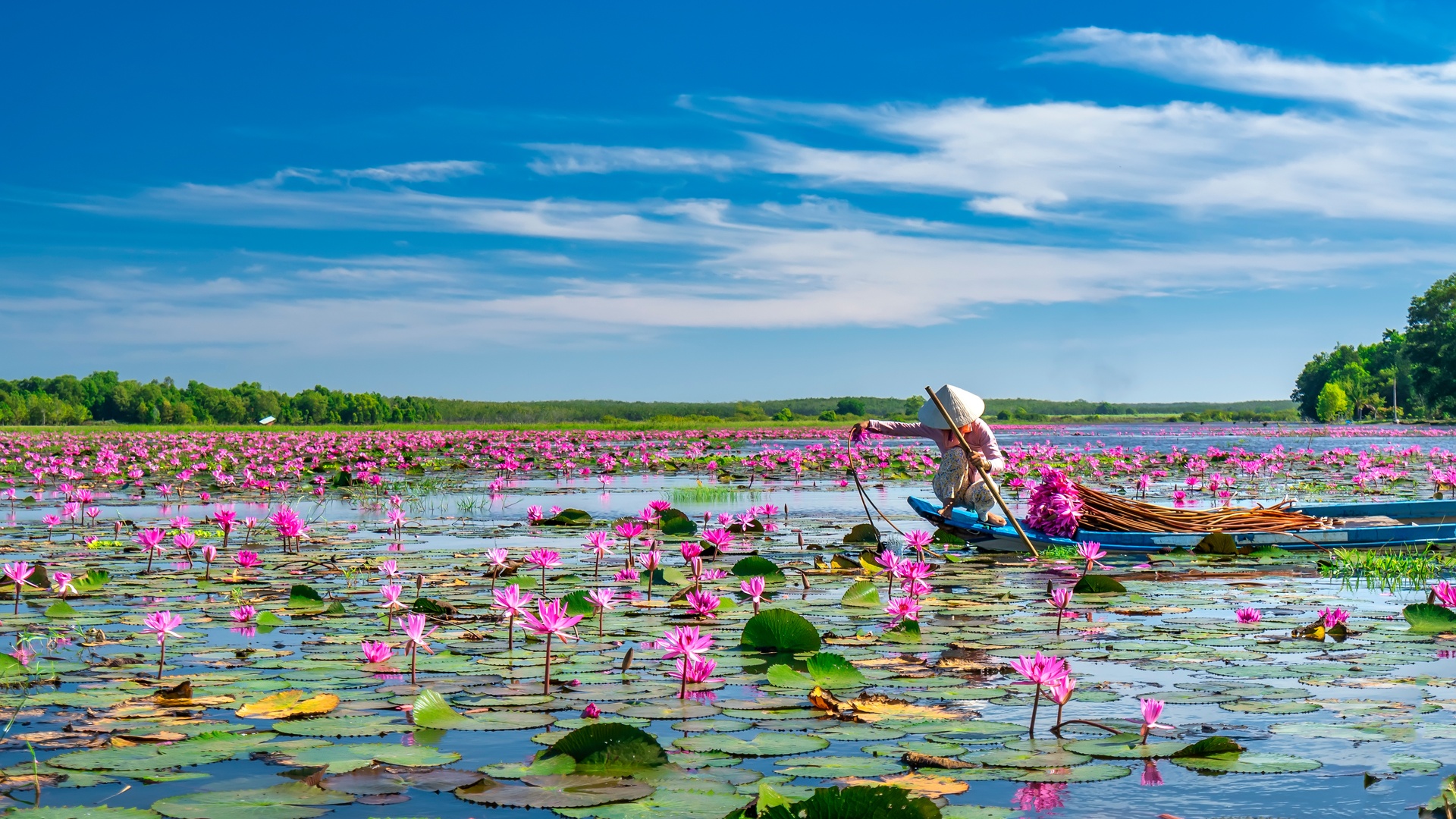 Red Lotus Sea in Thailand