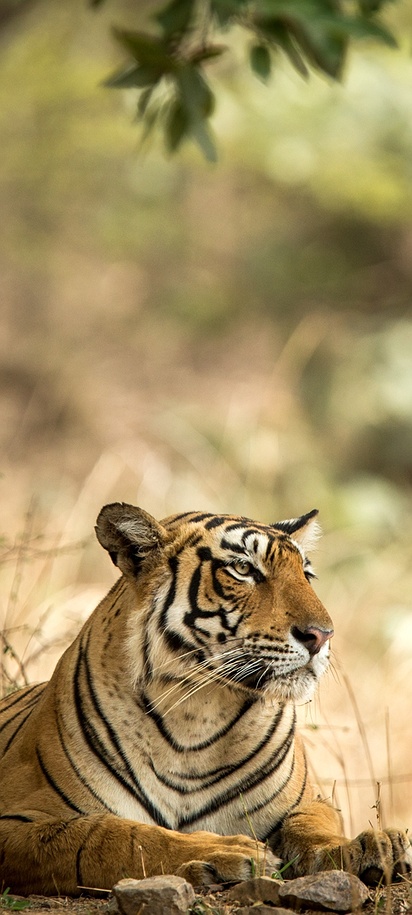 Tiger in Ranthambore National Park