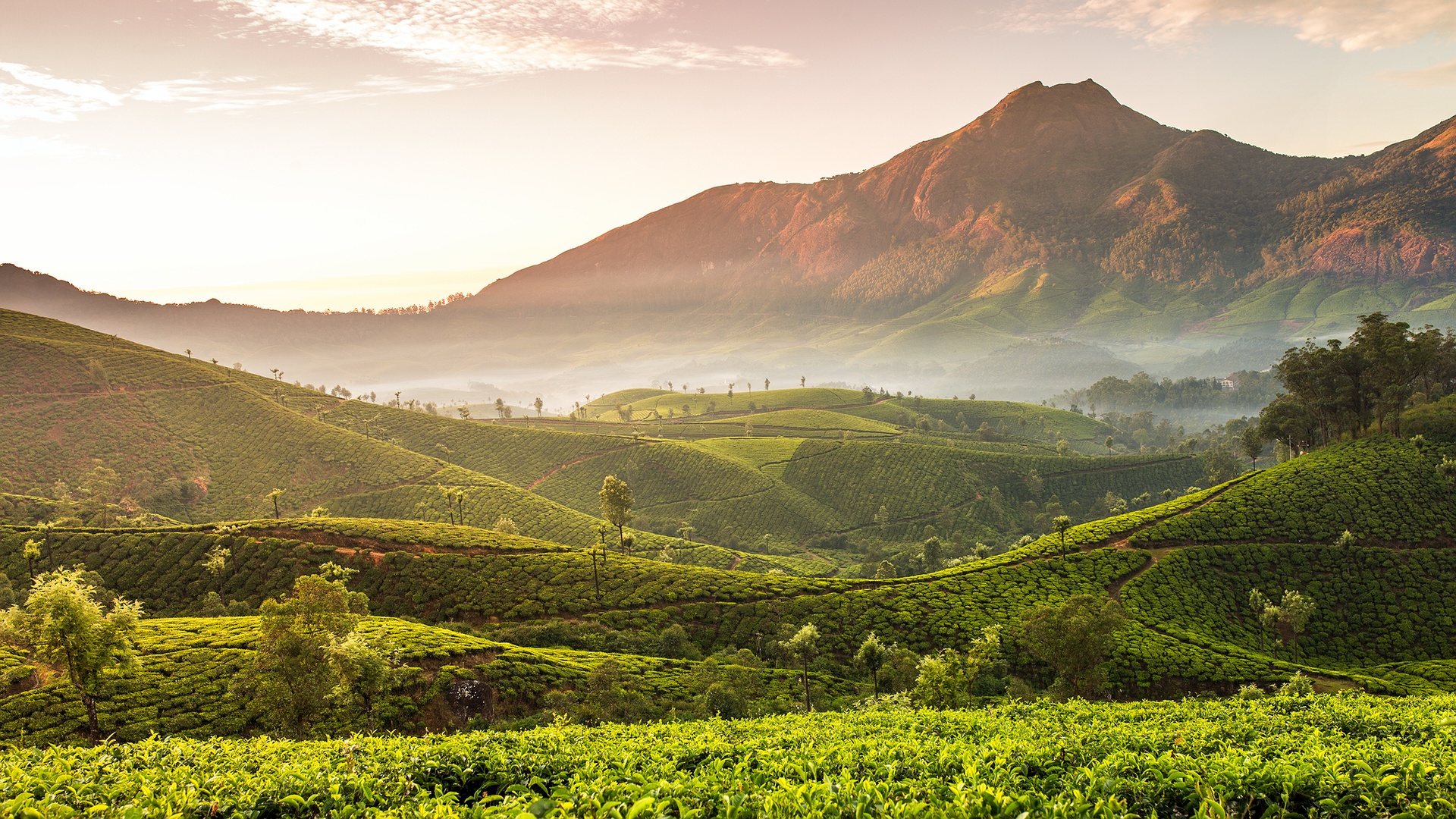Scenic Tea Gardens of Munnar