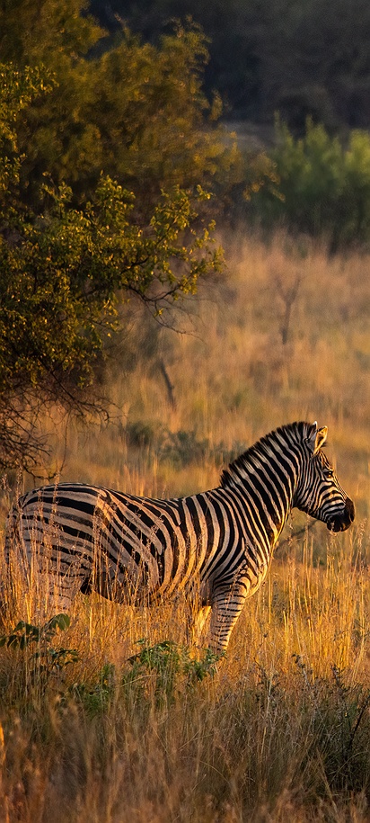 zebras in a grassy environment