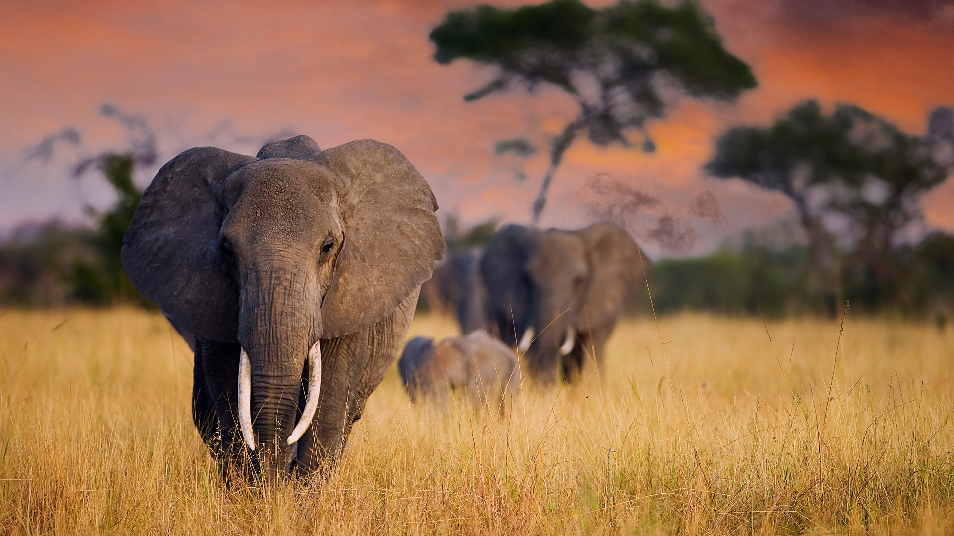 herd of African elephants in Serengeti National Park