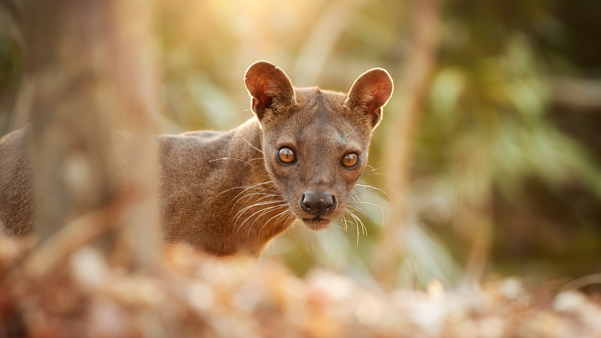 a Fossa (Cryptoprocta ferox), the largest mammalian carnivore endemic to Madagascar