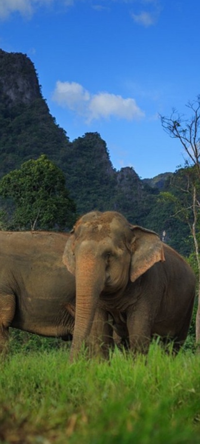 Unique Elephant experience