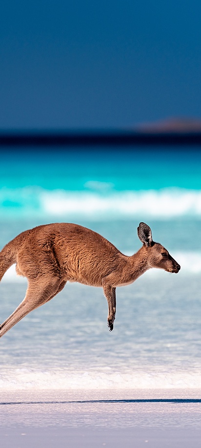 kangaroo, wildlife of Australia