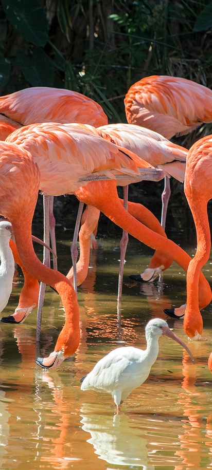 Group of flamingos view