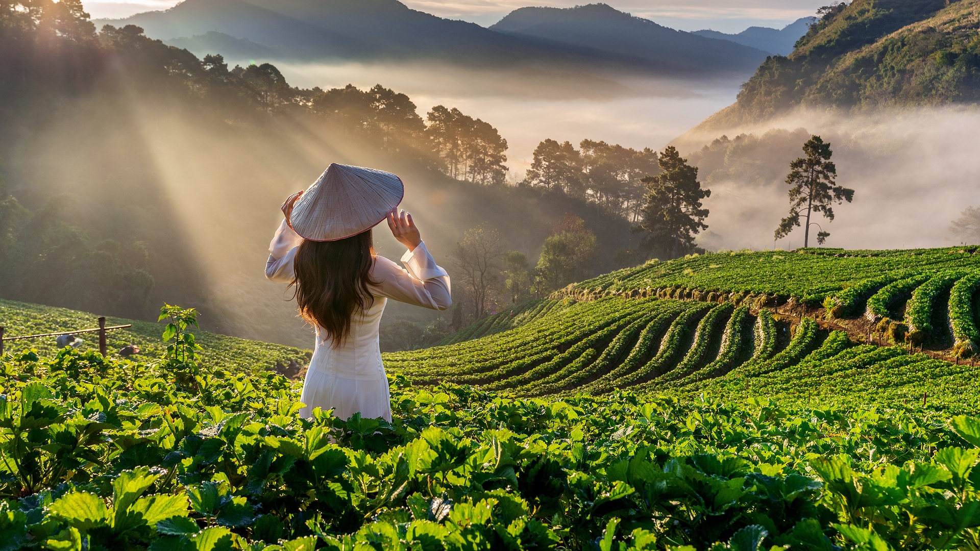 Green landscapes in Vietnam