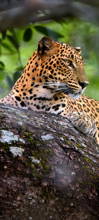 Sri Lankan leopard