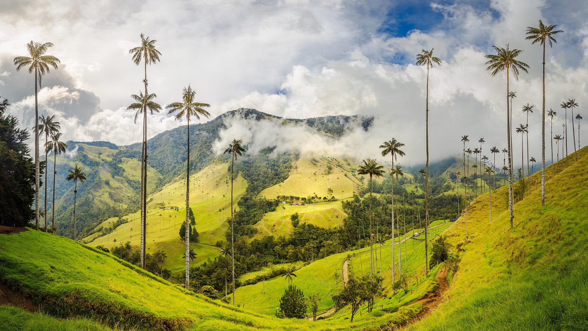 the Cocora Valley (Valle de Cocora) in Colombia