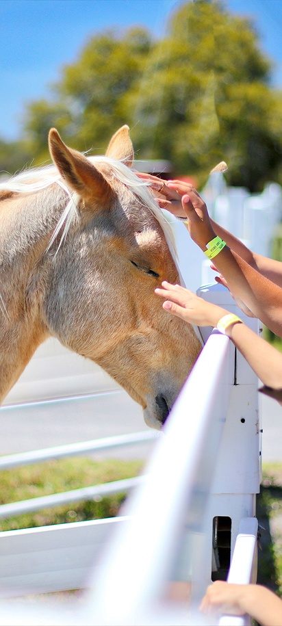 the Petting Farm at Westgate River Ranch Resort & Rodeo in Florida