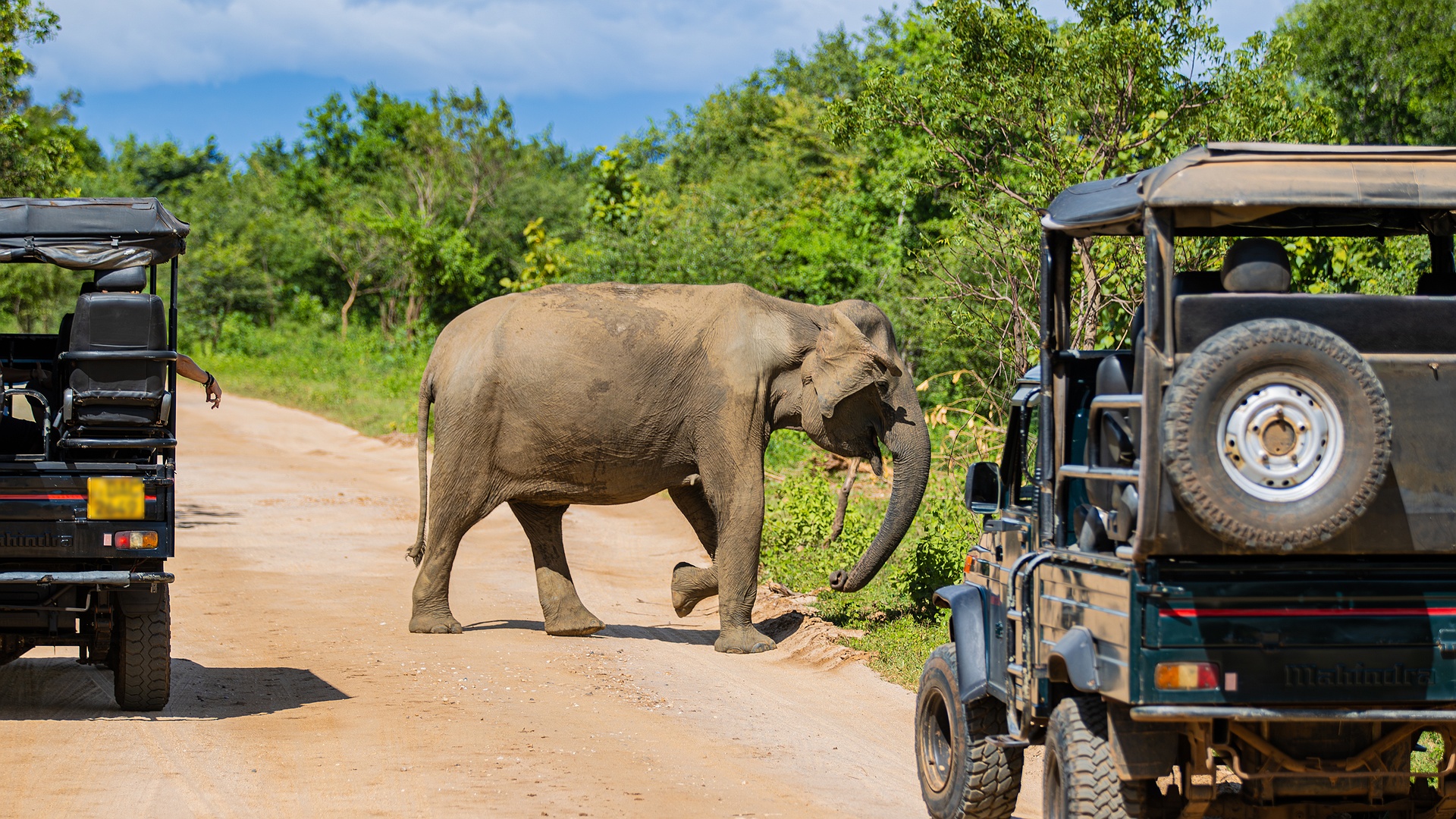 safari experience in Yala National Park, Sri Lanka
