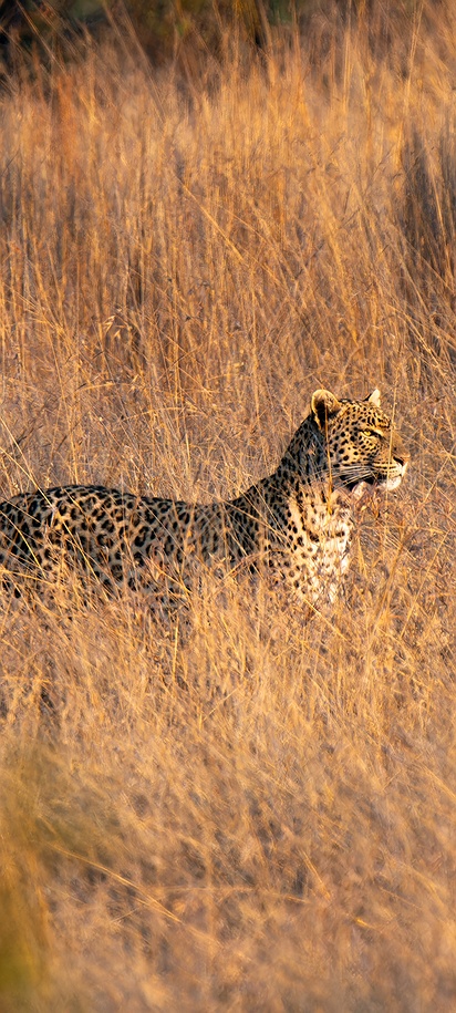 Southeast African cheetah
