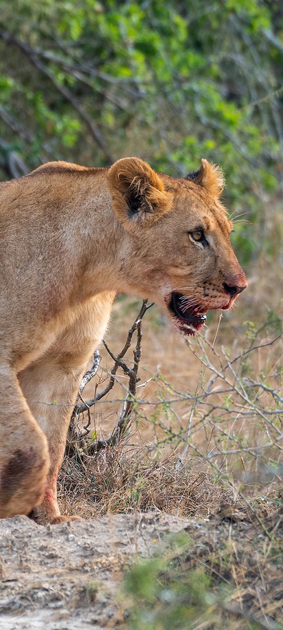 Rwanda wildlife