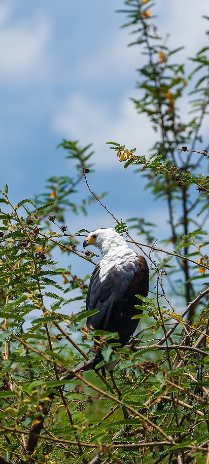 Rwanda diverse wildlife