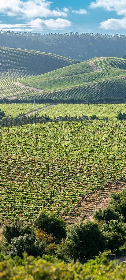 Casablanca Valley in Chile