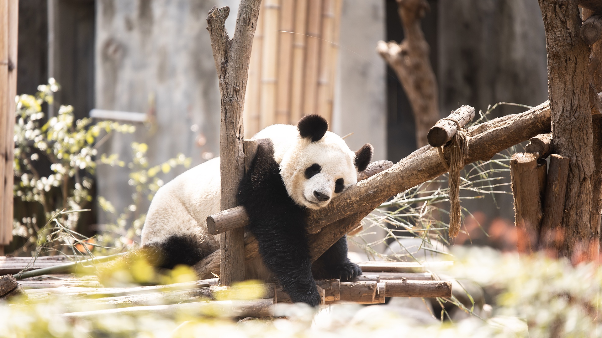 giant panda relaxing on a tree branch in a natural-looking habitat