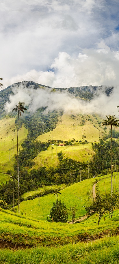 Valle de Cocora National park in Colombia