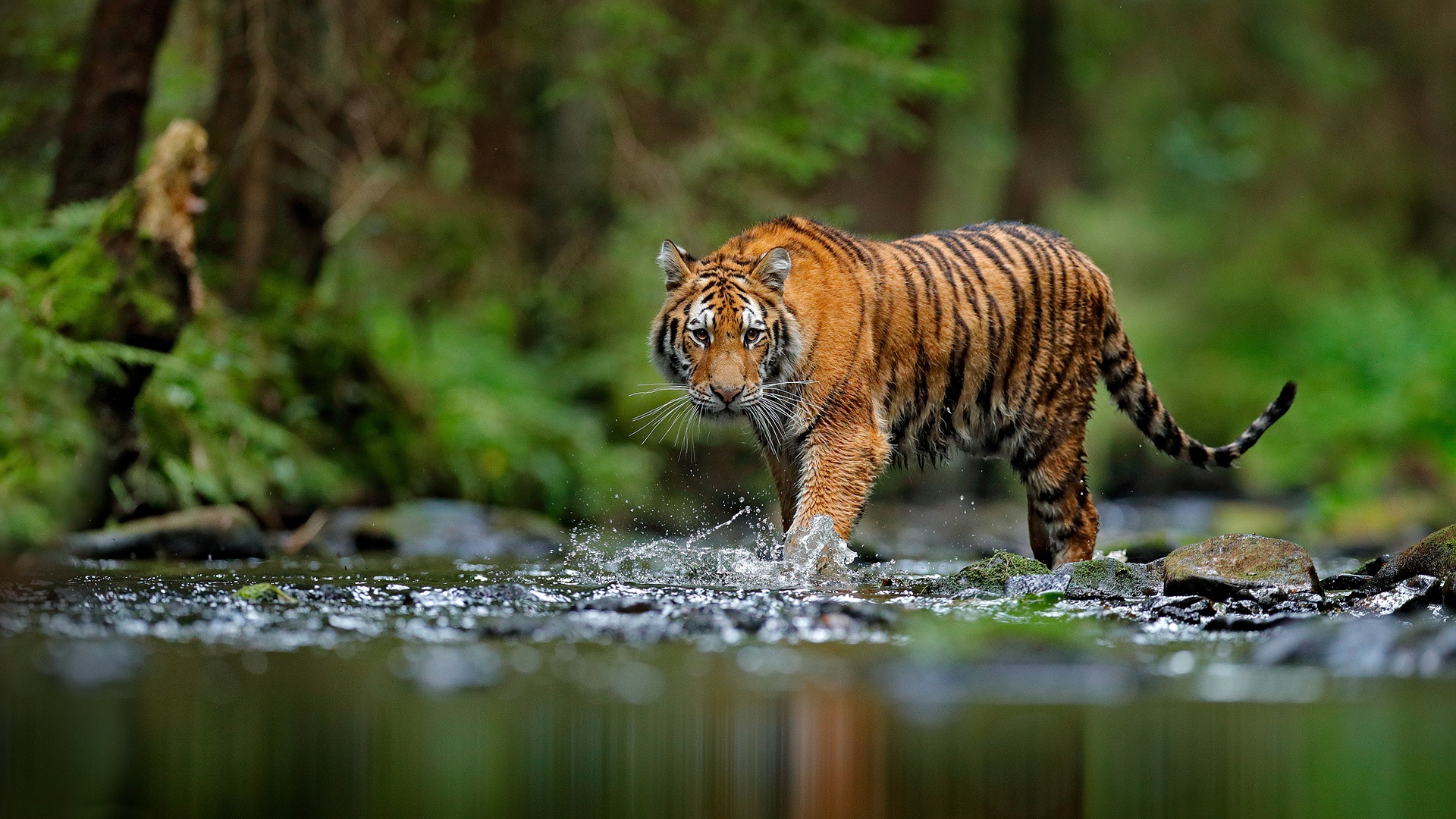 Wild Tiger in India