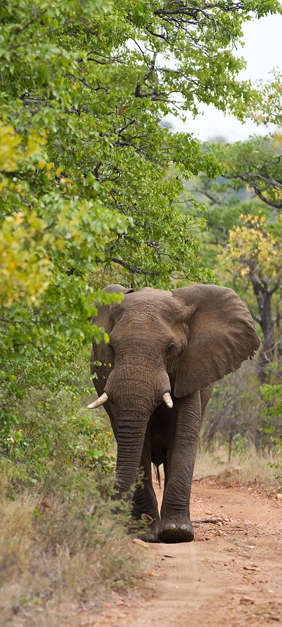 African savanna elephant, Kruger