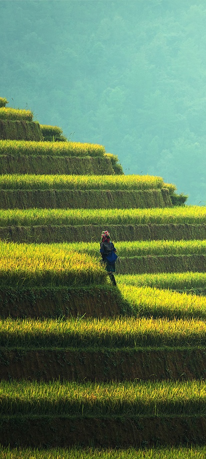 rice terraces, Vietnam