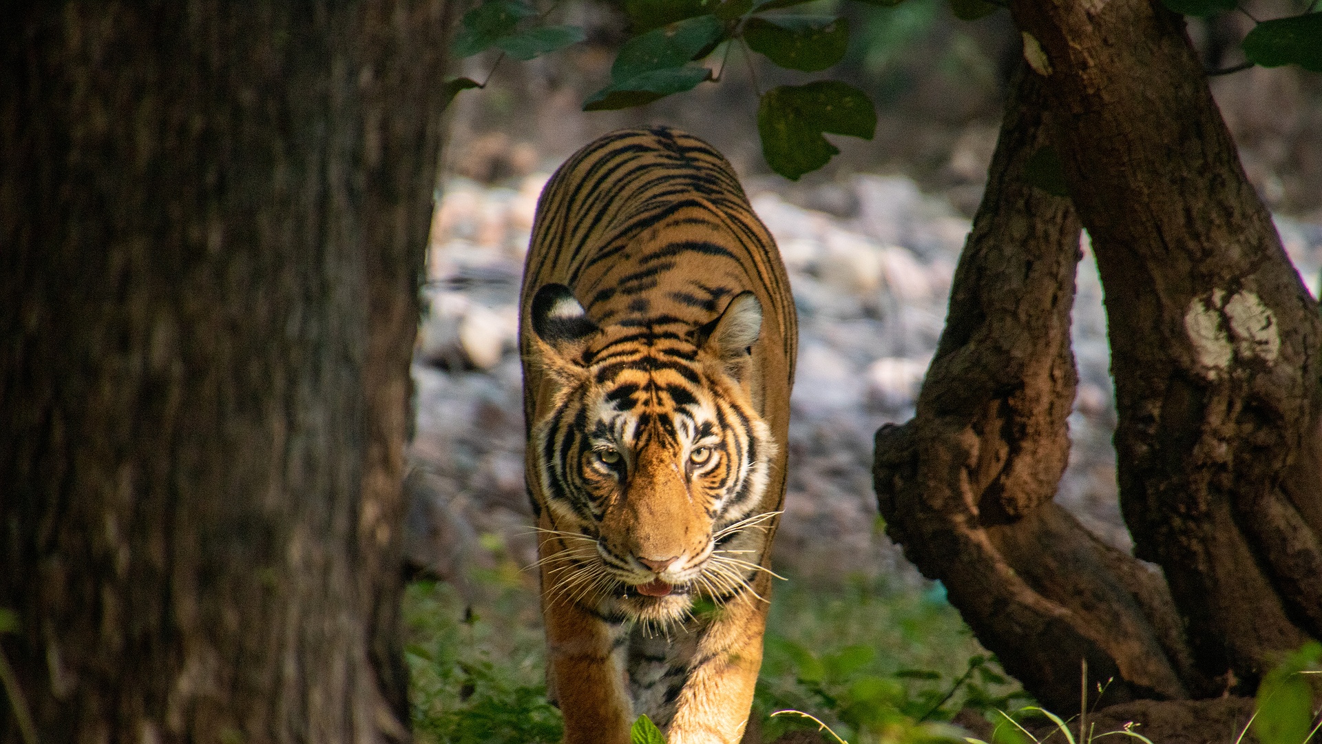 Sumatran tiger in Ranthambore National Park