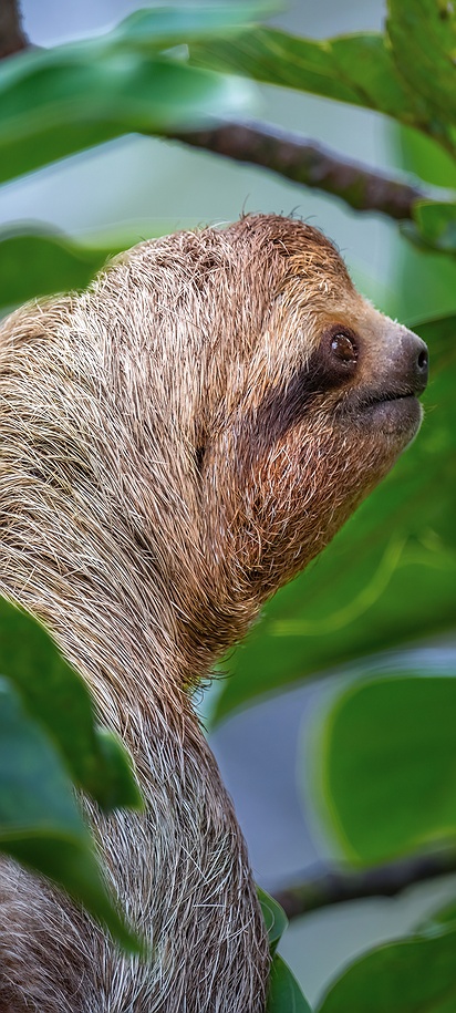 Sloth in Costa Rica’s rainforest