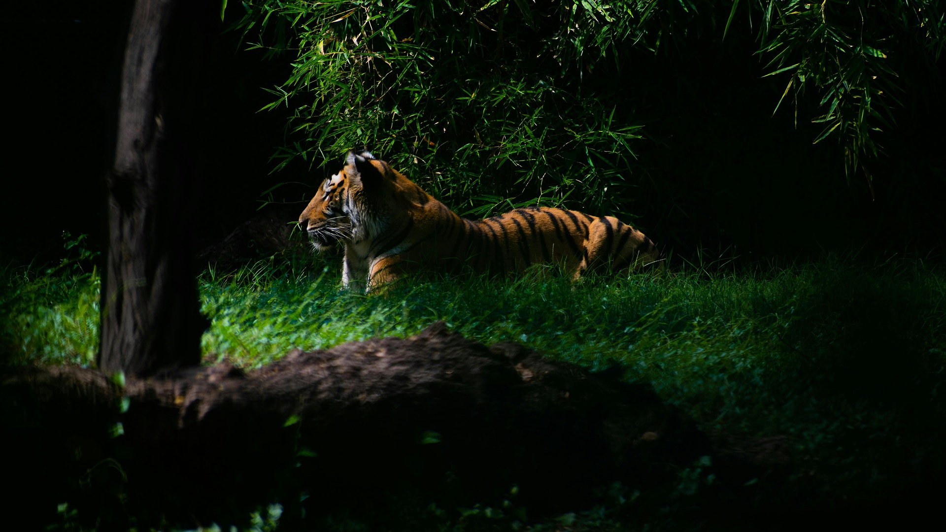 India's wildlife