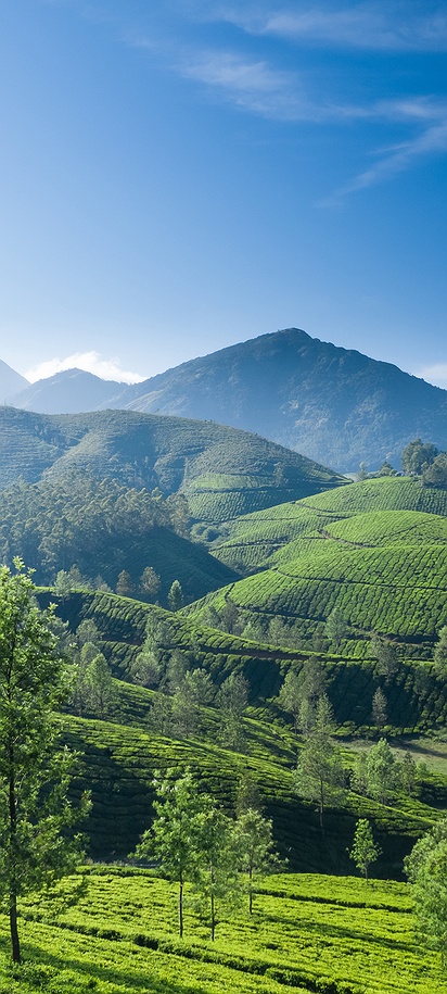 mountainous region of Munnar, India