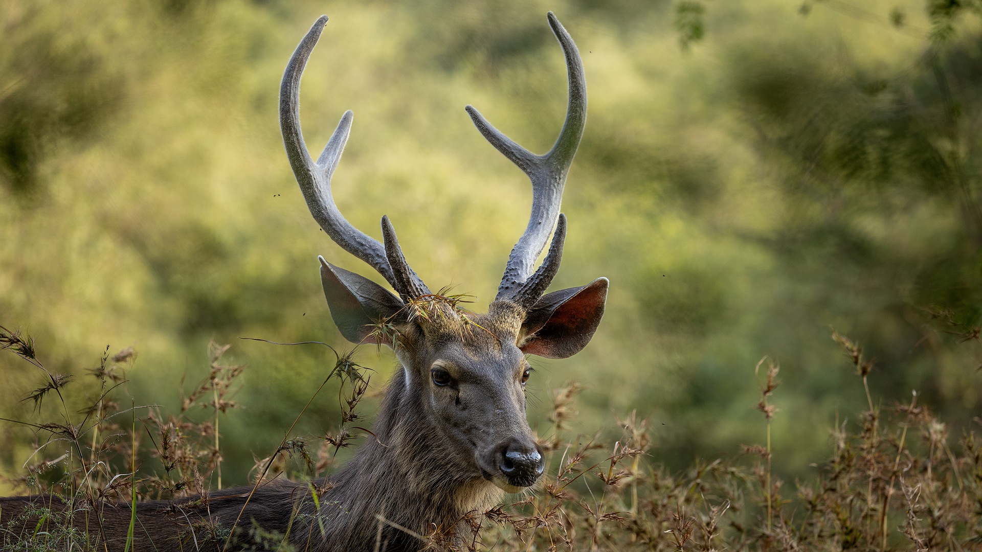 Sambar deer in Ranthambore National Park