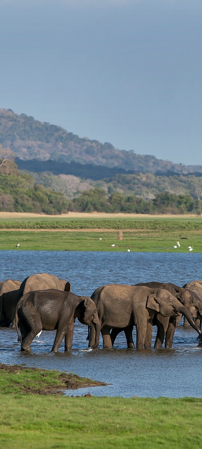 Elephants in Minneriya National Park in Sri Lanka