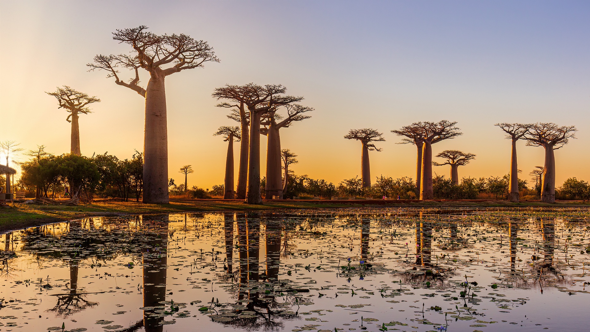 iconic Baobab trees at sunrise at the Avenue of the Baobabs in Madagascar