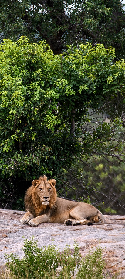 Wildlife experience in South Africa