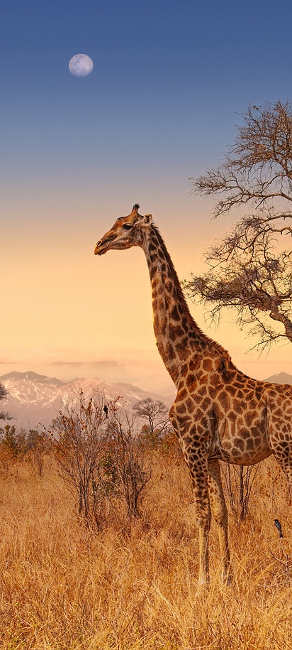 giraffe in the African savanna
