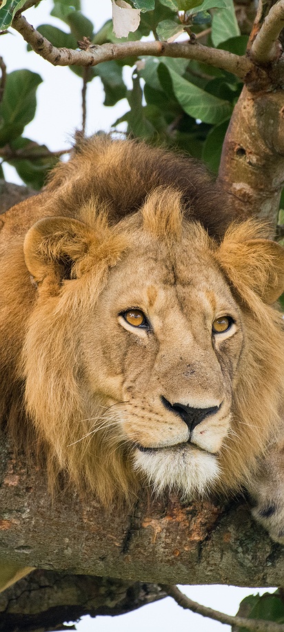 Tree-climbing lions of Uganda