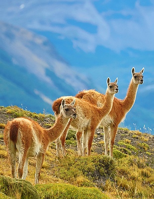scenic view of Torres del Paine National park