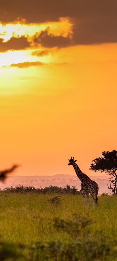 Sunset view of Uganda wildlife