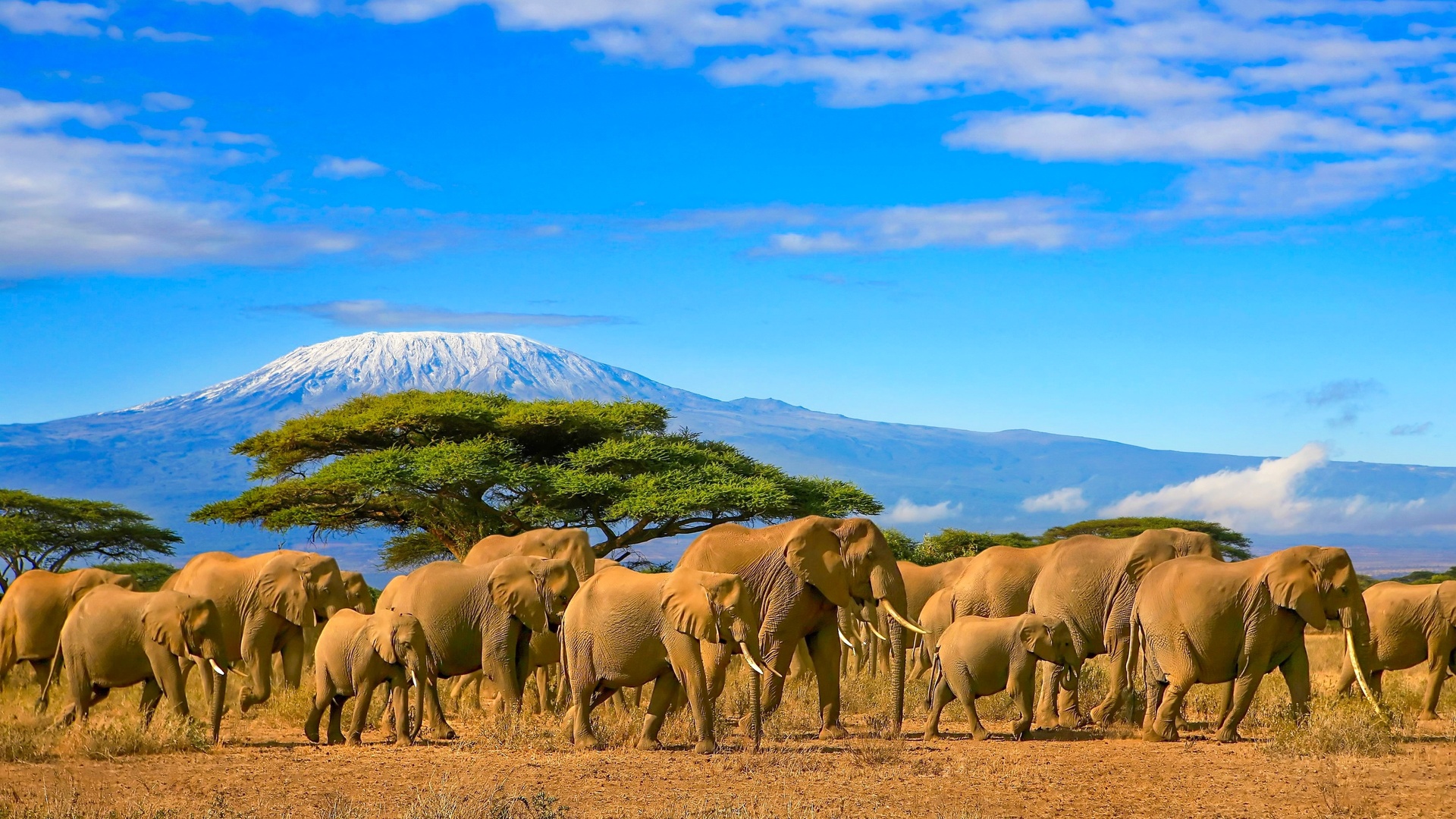 herd of African elephants in Amboseli National Park in Kenya