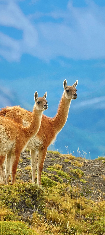 Guanacos in Chile