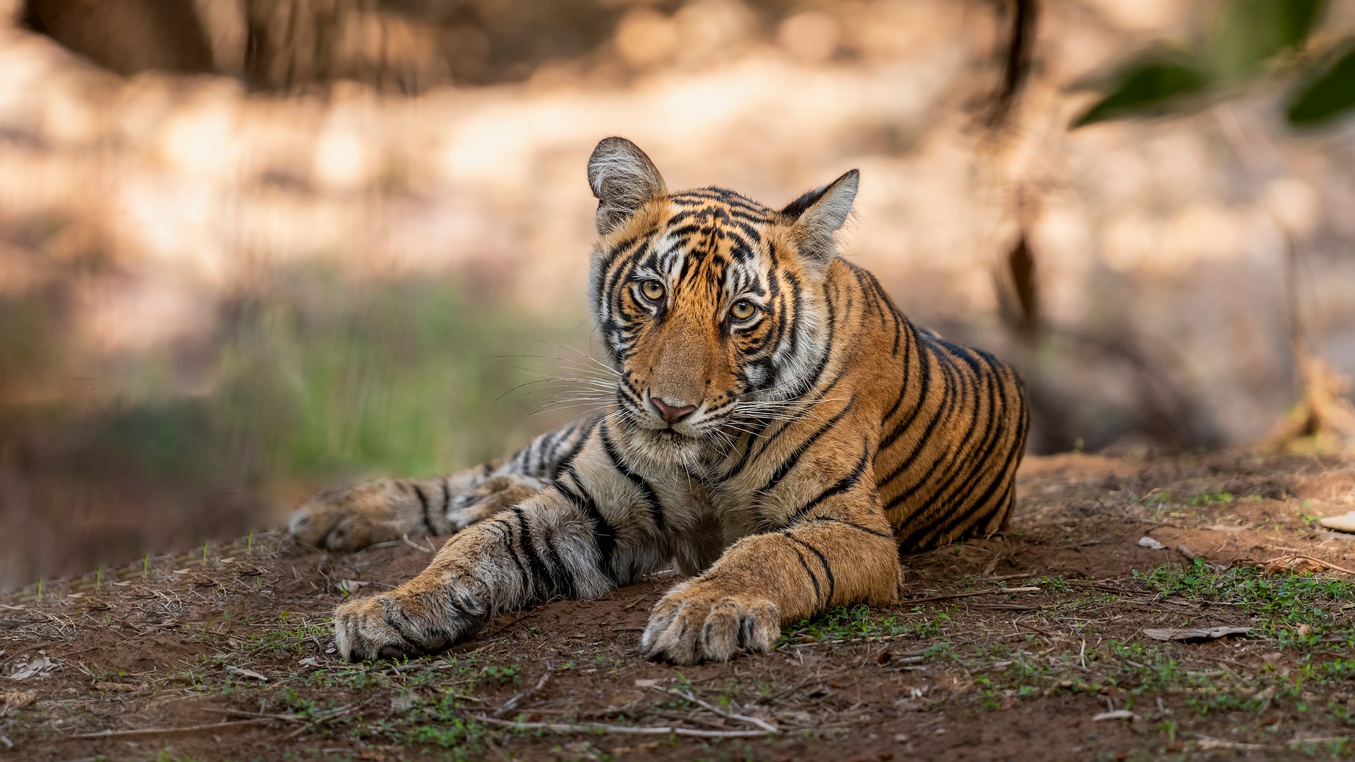 Ranthambore National Park in India