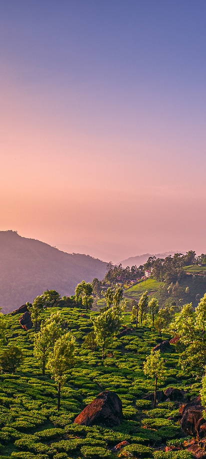 Scenic landscapes of Munnar, Kerala