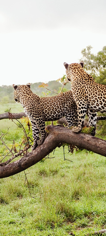 South Africa wildlife