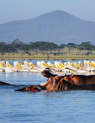 elephants are walking 