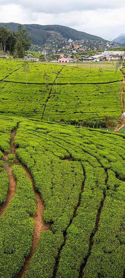 Tea plantation in Sri Lanka