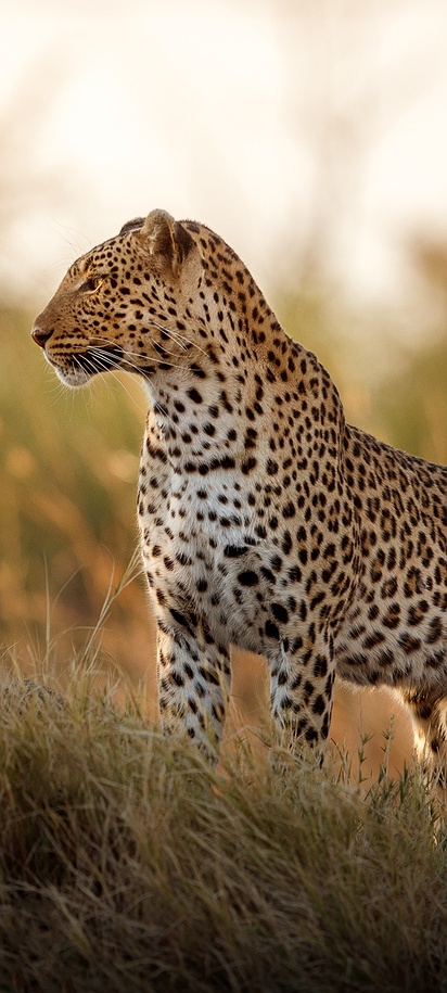 African leopard in Kenya