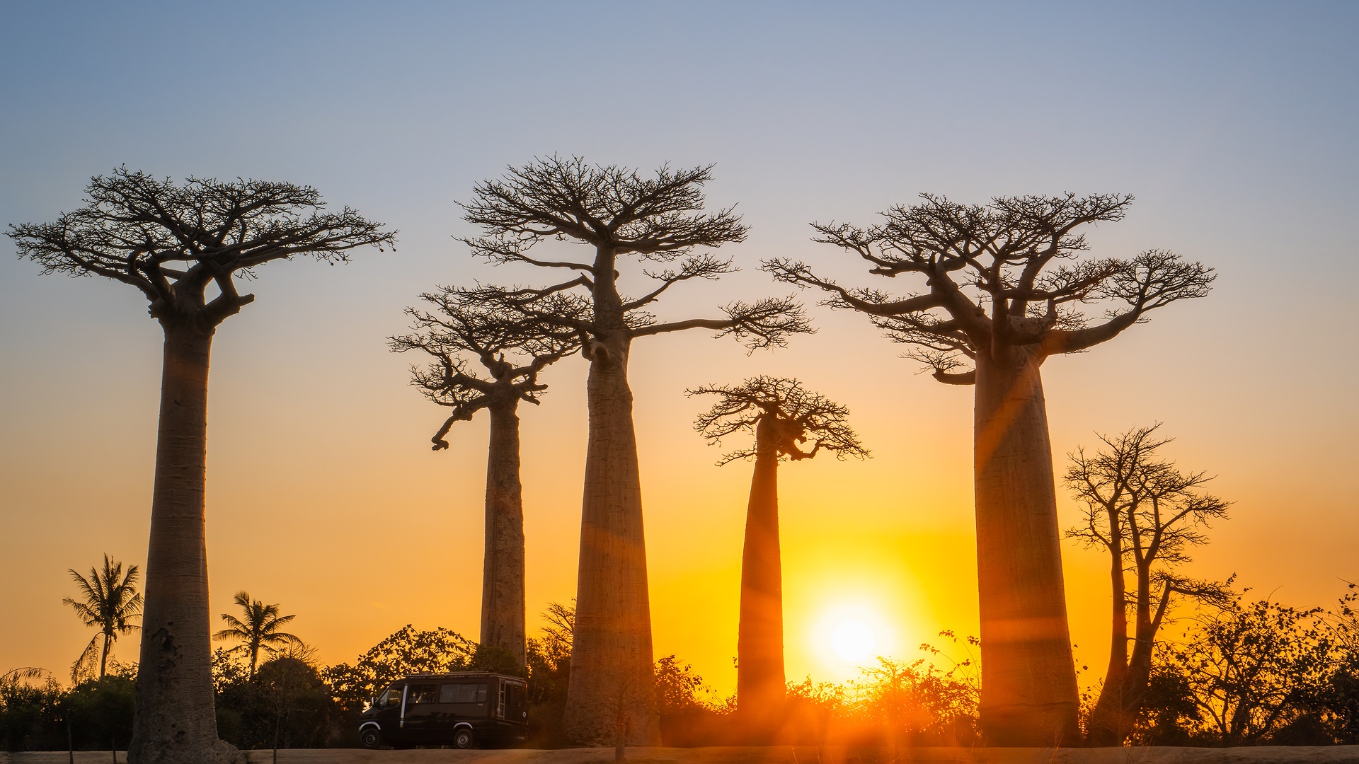 the Avenue of the Baobabs in western Madagascar