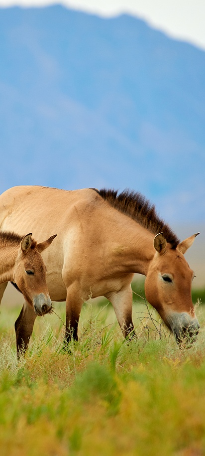 Przewalski's horses (also known as Takhi or Mongolian wild horses)