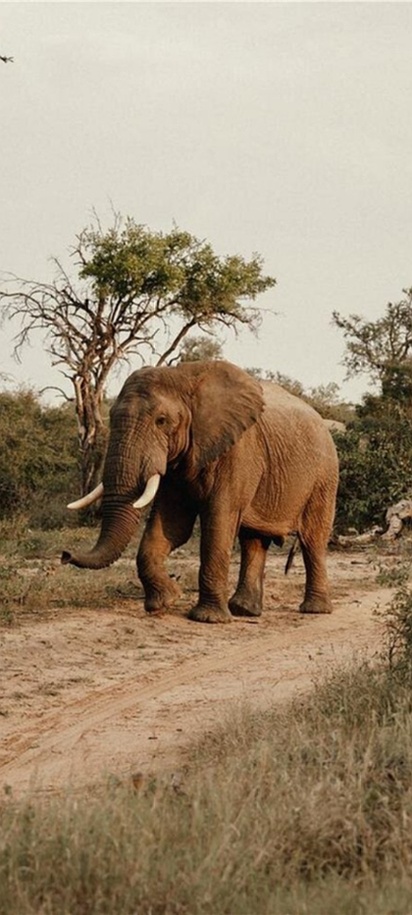 an African elephant (Loxodonta africana) walking along a dirt road in a savanna habitat